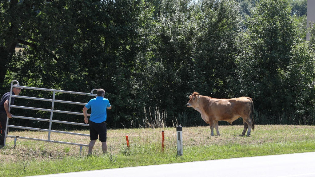In Thalheim ist am Mittwoch ein Stiere entlaufen.