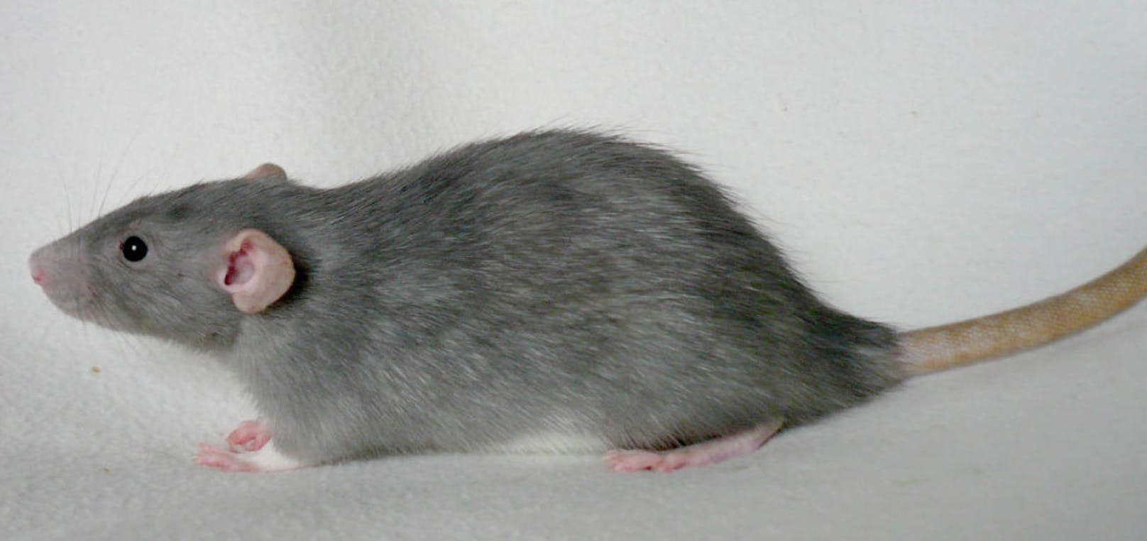<b>Ratte</b>
Da eine Ratte meldepflichtige Krankheiten übertragen kann, muss sie getötet werden. Entweder durch eine Fachfirma oder indem man selber Fallen aufstellt. Bei der Entsorgung gilt dasselbe wie bei Mäusen.