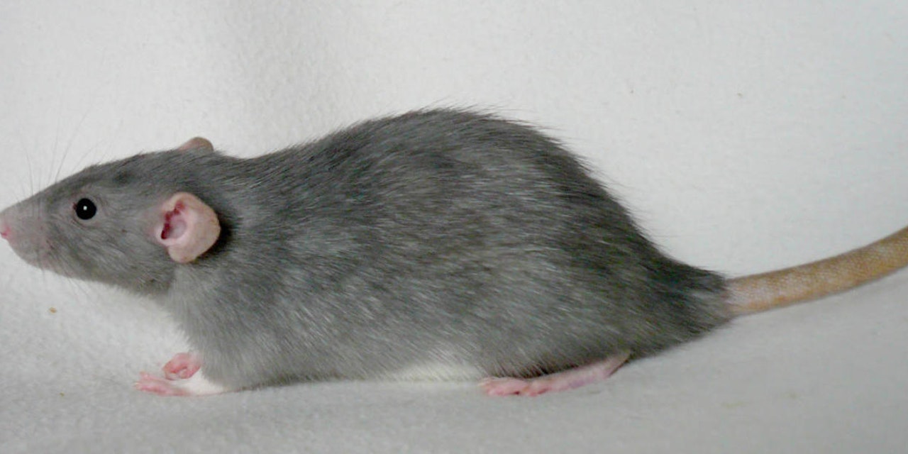 Niederösterreich Überteuerte Rattenköderbox für Aufregung Heute.at