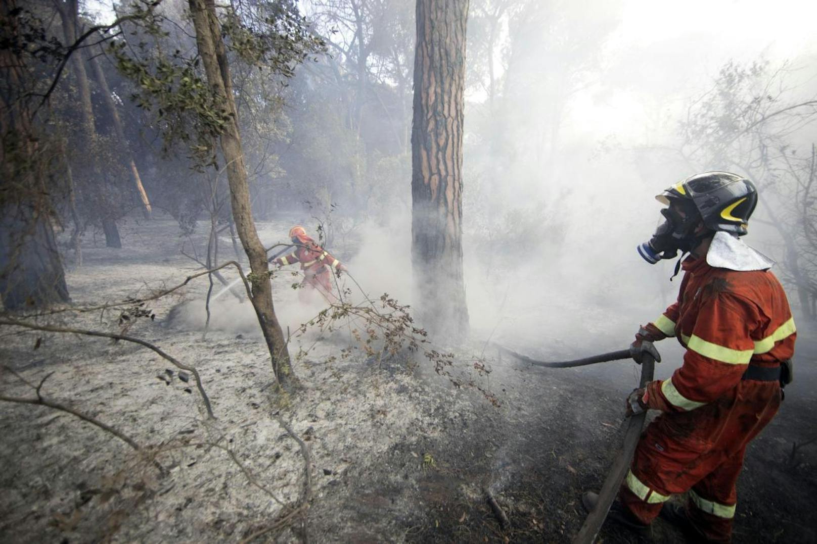 Feuerwehrmänner kämpfen mit den Flammen im Pinienwald von Castelfusano bei Rom
