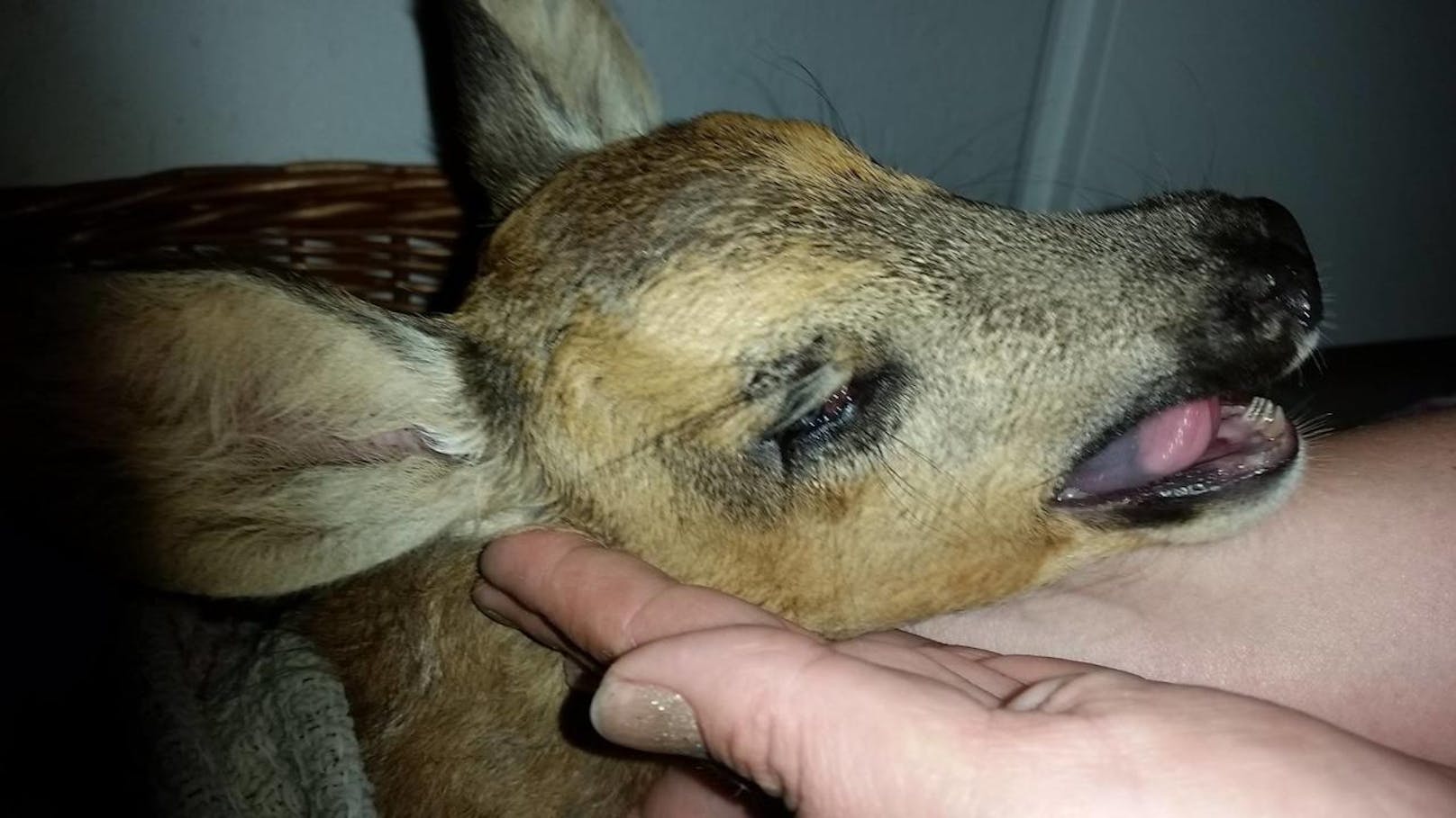 Das kleine "Bambi" war völlig dehydriert, überhitzt und erschöpft.