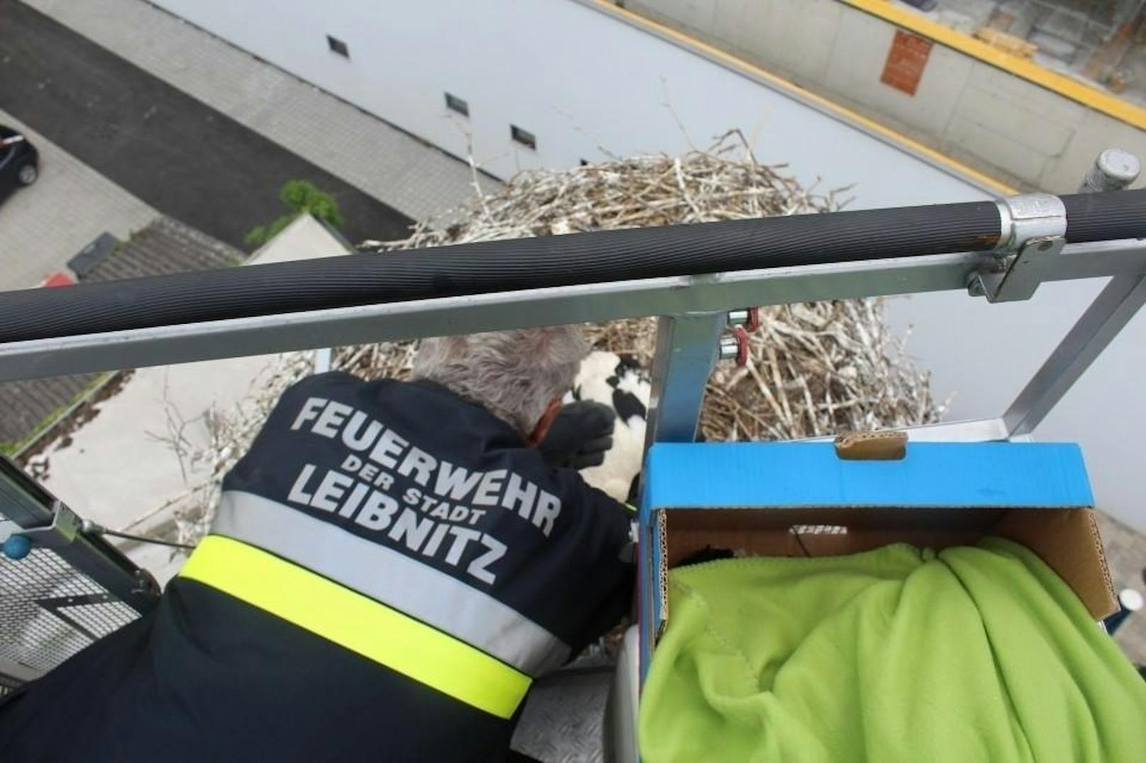 Die Feuerwehr Leibnitz rettete am Mittwoch drei Storchen-Waisen aus größter Not.