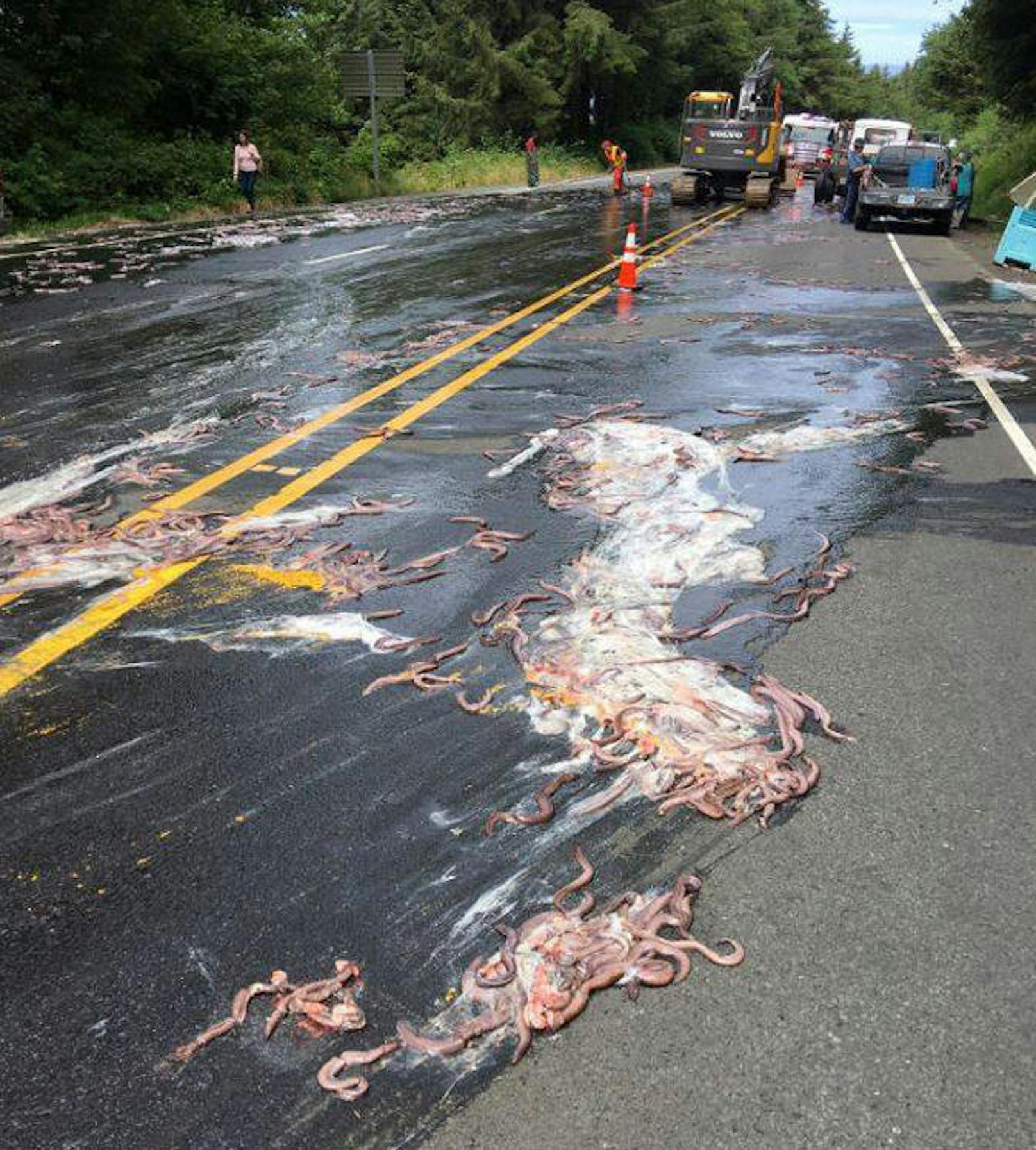 Die Feuerwehr versuchte die bis zu 60 Zentimeter langen Tiere mit Wasser von der Fahrbahn zu spülen.