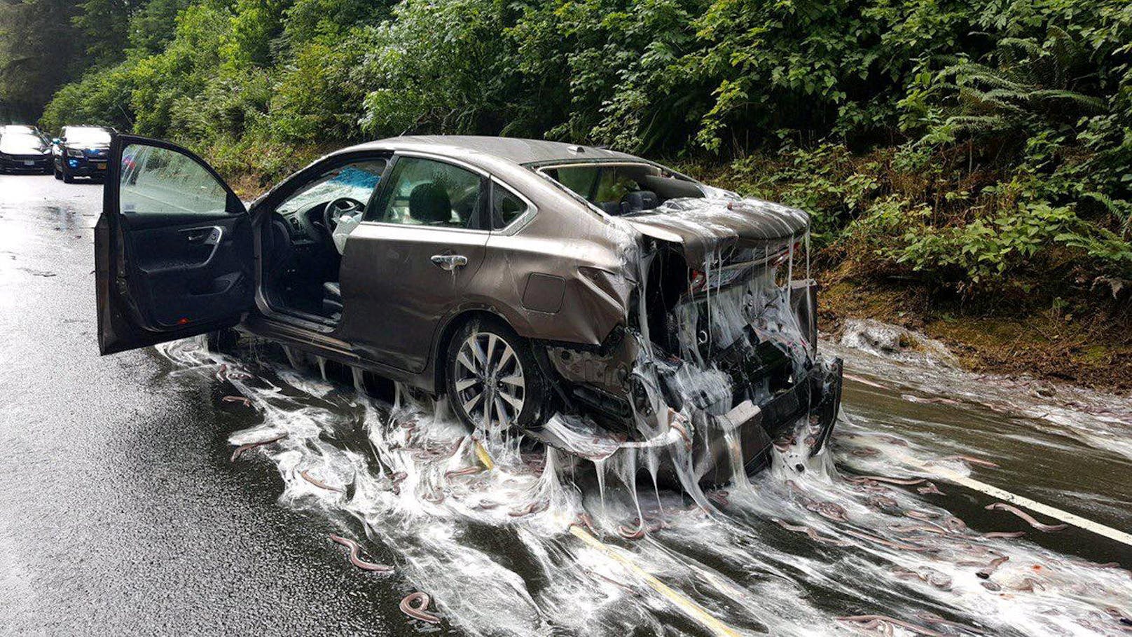 Eine glitschige Ladung Schleimaale hat den Highway 101 an der US-Westküste zeitweise unbefahrbar gemacht.