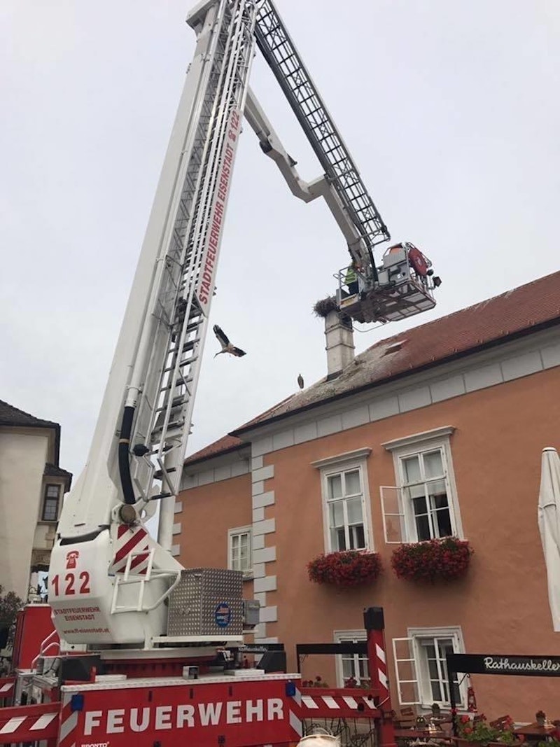 Der Jungstorch wurde von der Feuerwehr gerettet