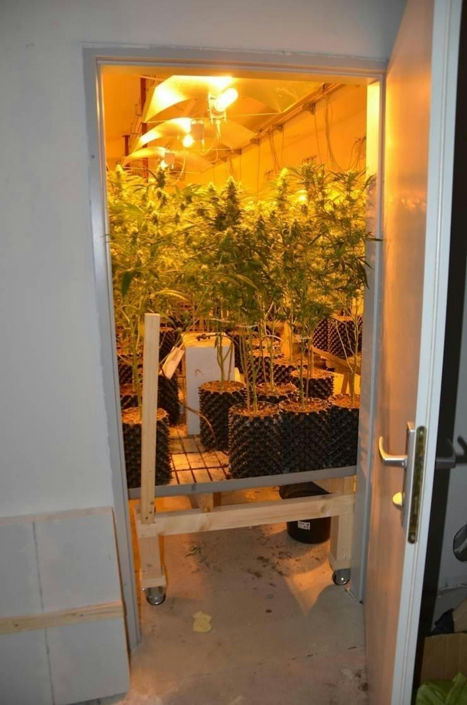 Im Keller eines Wohnhauses in der Redtenbachergasse in Wien-Ottakring stießen die Beamten auf eine Cannabisplantage