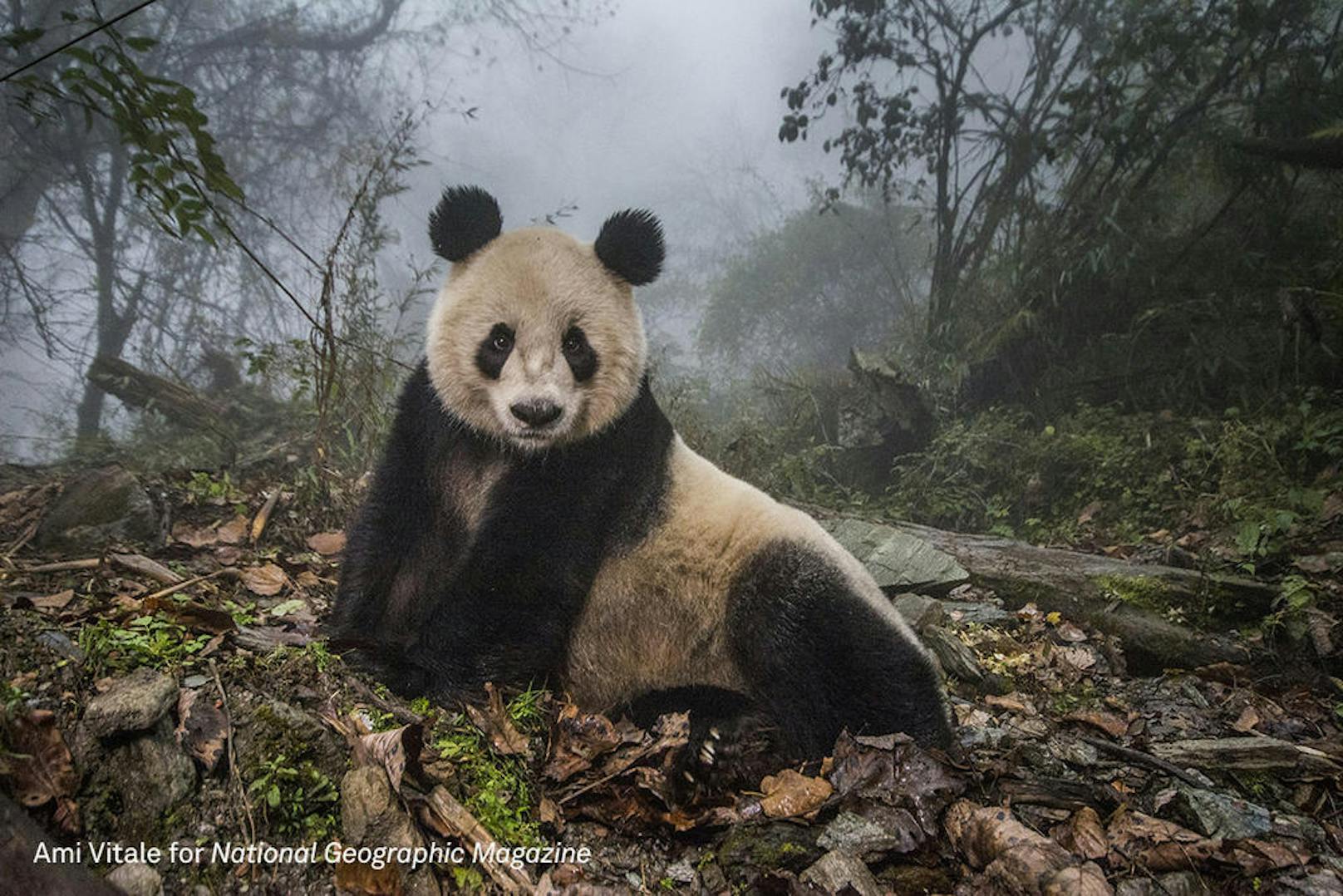 <b>Nature - 2. Preis, Stories</b><br>Ye Ye, eine 16-jährige Pandadame macht es sich im Wolong Nature Reserve gemütlich