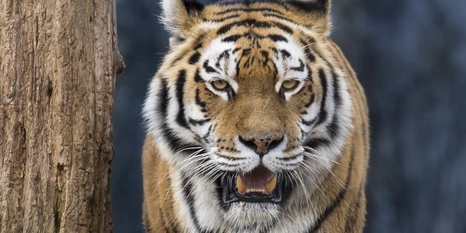 Am Samstag, 4. Juli, wurde im Züricher Zoo eine Pflegerin von einem Tiger getötet.