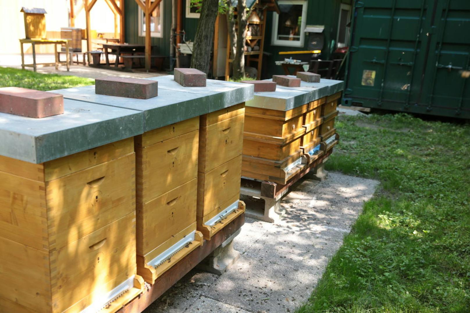 Bienen-Stöcke im Garten der neuen Imker-Schule