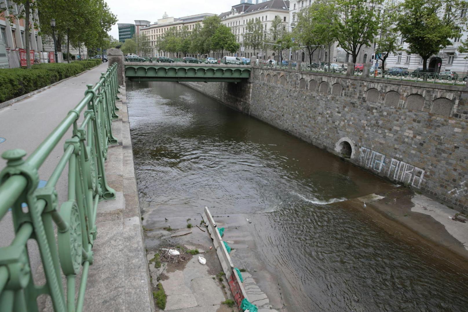 Schwäne am Wien-Fluß bei der Stubenbrücke mit Nest und Eiern sowie eigens errichtetem "Hochwasser-Schutz"