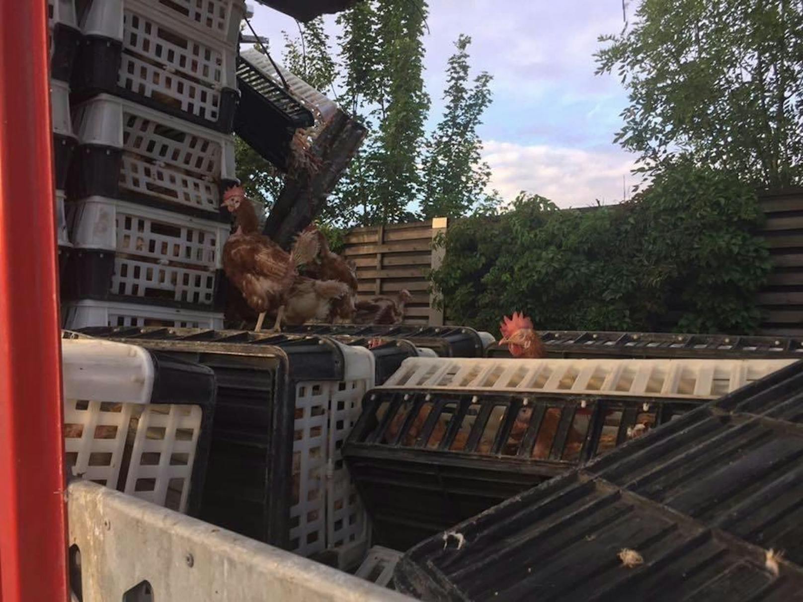 Die Aufräumarbeiten nach dem Unfall mit einem Hühnertransporter auf der A1.