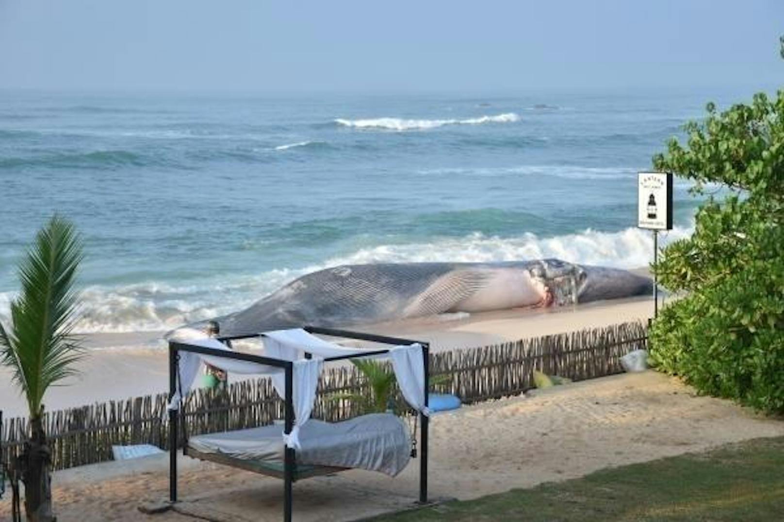 Am Strand direkt vor dem Hotel eines Schweizer Feriengastes lag ein riesiger Wal.