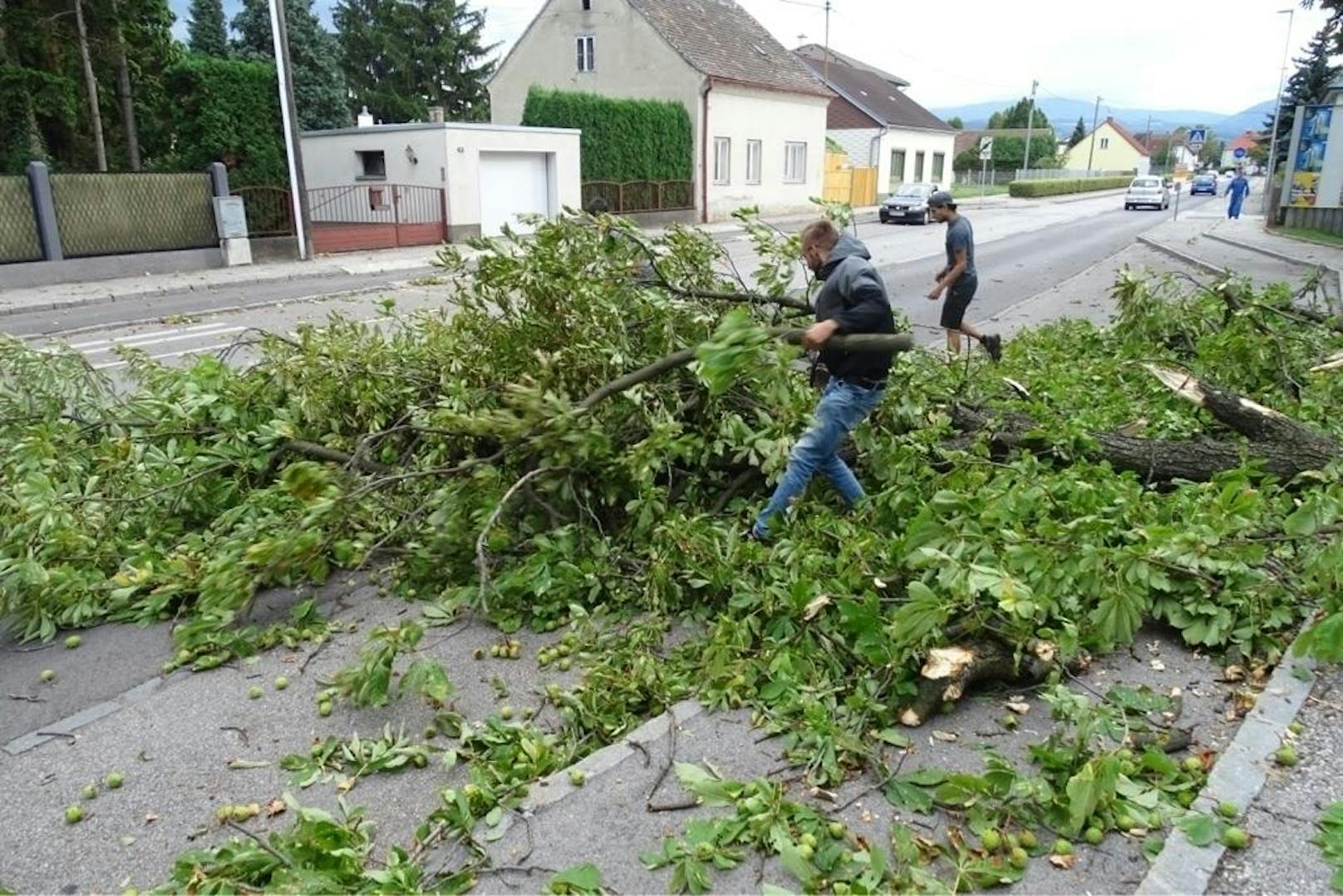 Um 16:59 Uhr wurden die Feuerwehren Ternitz- Raglitz und Ternitz-Flatz zu einem Sturmschaden Richtung Mollram gerufen. Baum über der Straße lautete die Alarmierung.