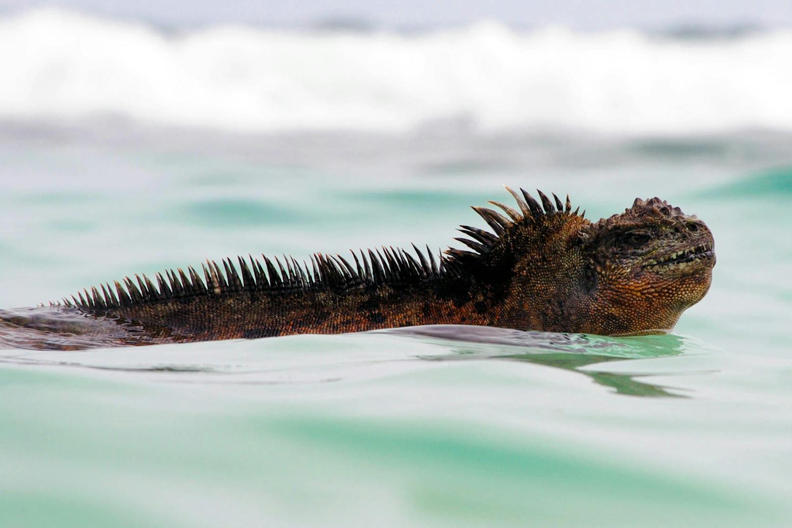 Biologen um Sebastian Steinfartz von der TU Braunschweig haben die Unterart der Galápagos-Meerechse entdeckt und sie nach dem Kino-Monster Godzilla benannt.