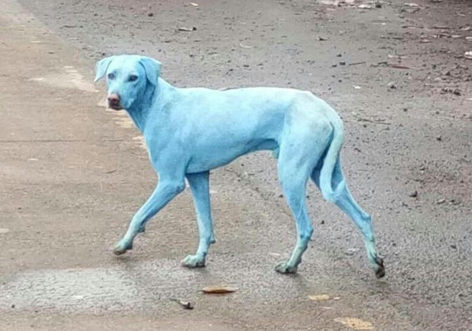 In der Nähe von Mumbai (Indien) machten Bewohner eine schockierende Entdeckung. Das Fell von mindestens fünf streunenden Hunden ist schlumpfblau.