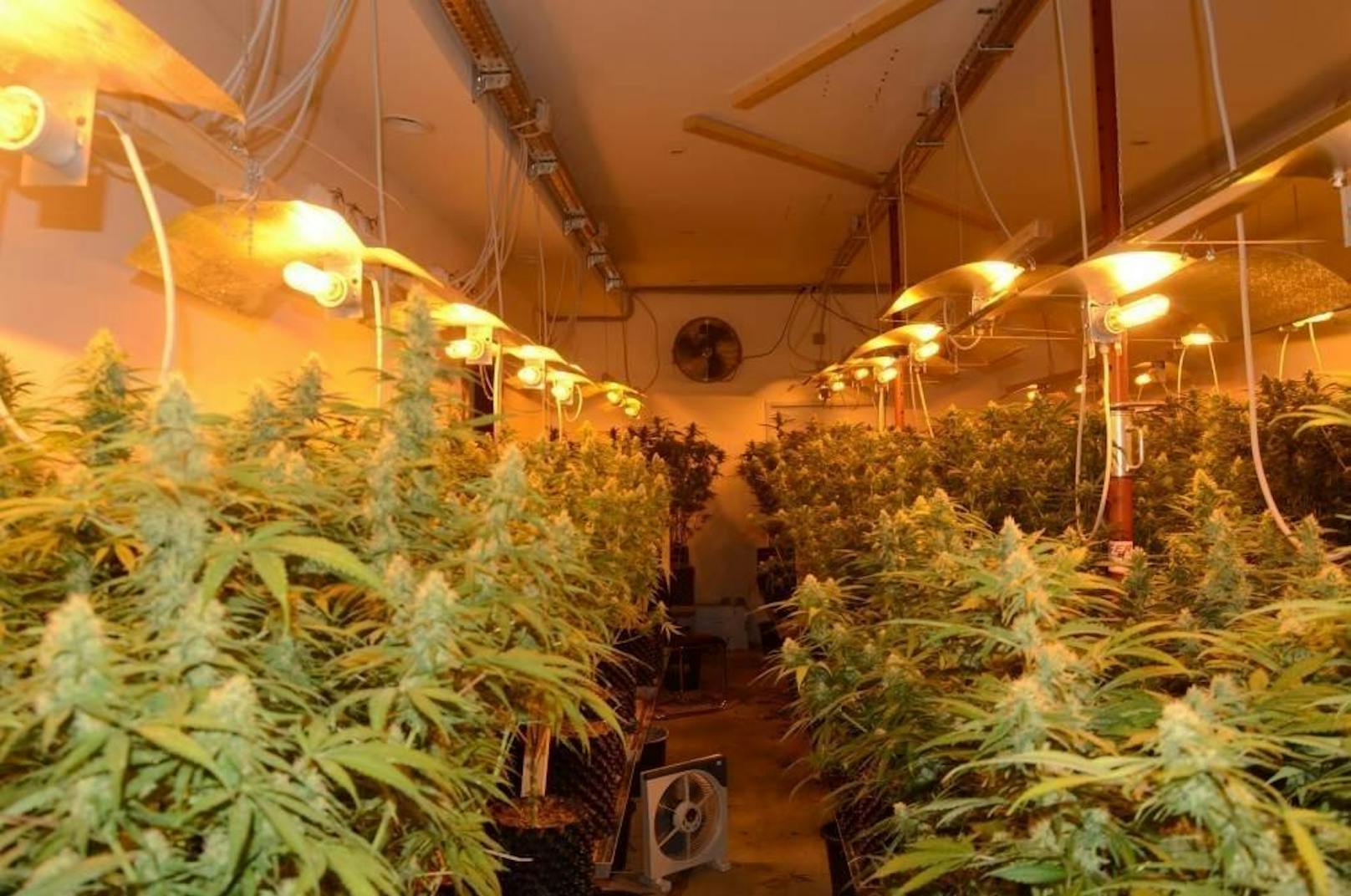 Im Keller eines Wohnhauses in der Redtenbachergasse in Wien-Ottakring stießen die Beamten auf eine Cannabisplantage