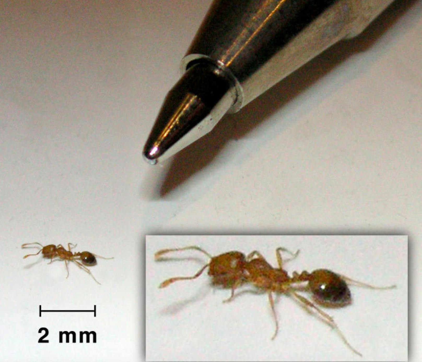 <b>Pharaoameisen</b>
Da diese Ameise meldepflichtige Krankheiten übertragen kann, muss man unbedingt eine Schädlingsbekämpfungsfirma mit viel Erfahrung kommen lassen.
