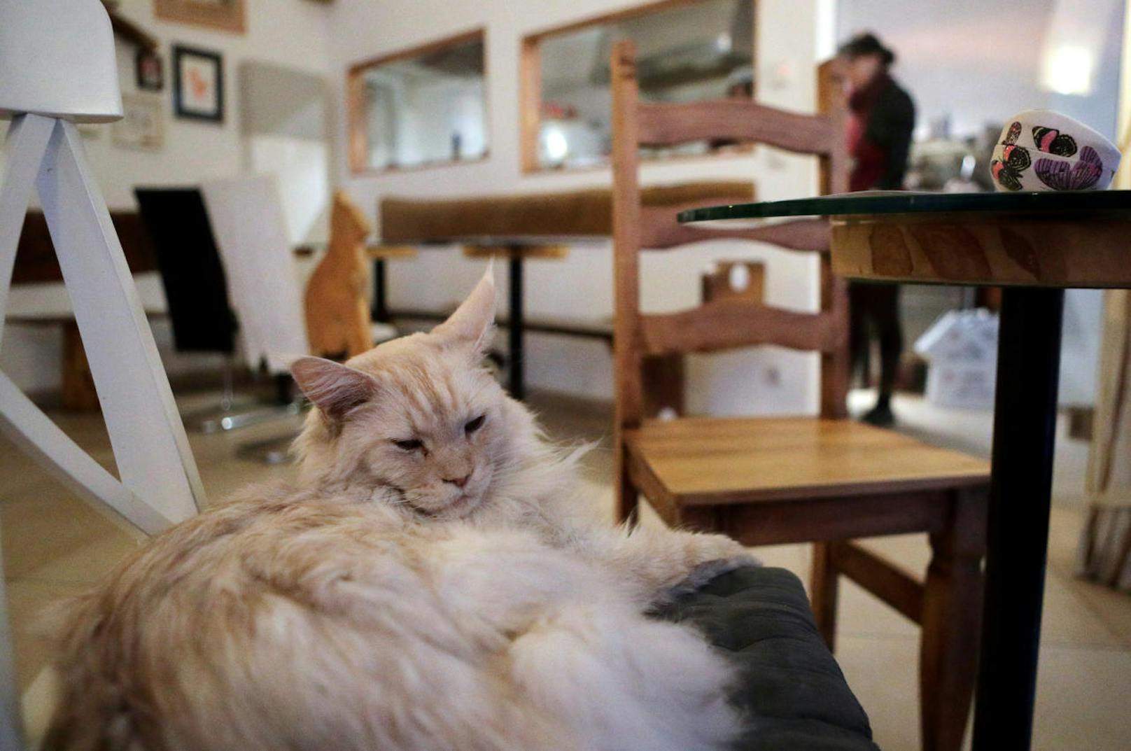 Dasselbe Prinzip, nur am anderen Ende der Welt: Im Wiener Katzencafe "Neko", trifft man auf "Luca" und ihre Freunde. Entspannung pur.