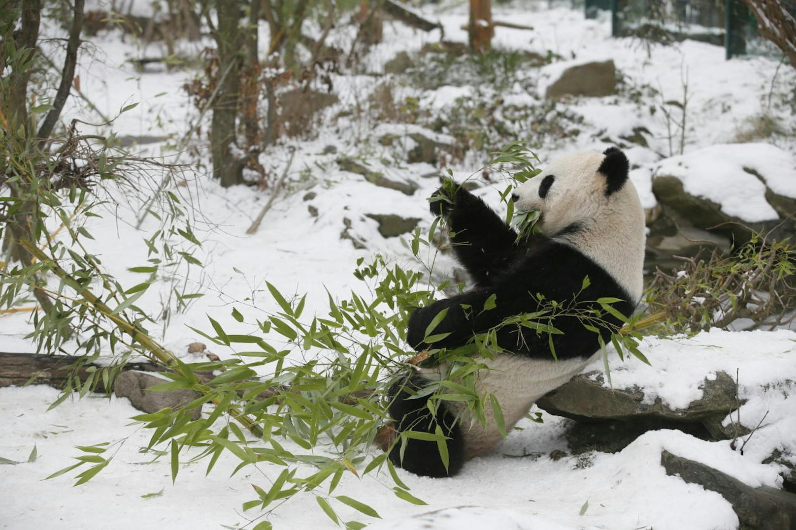 Nunmehr alleine im Gehege: Panda-Mama Yang Yang hat viel Platz.