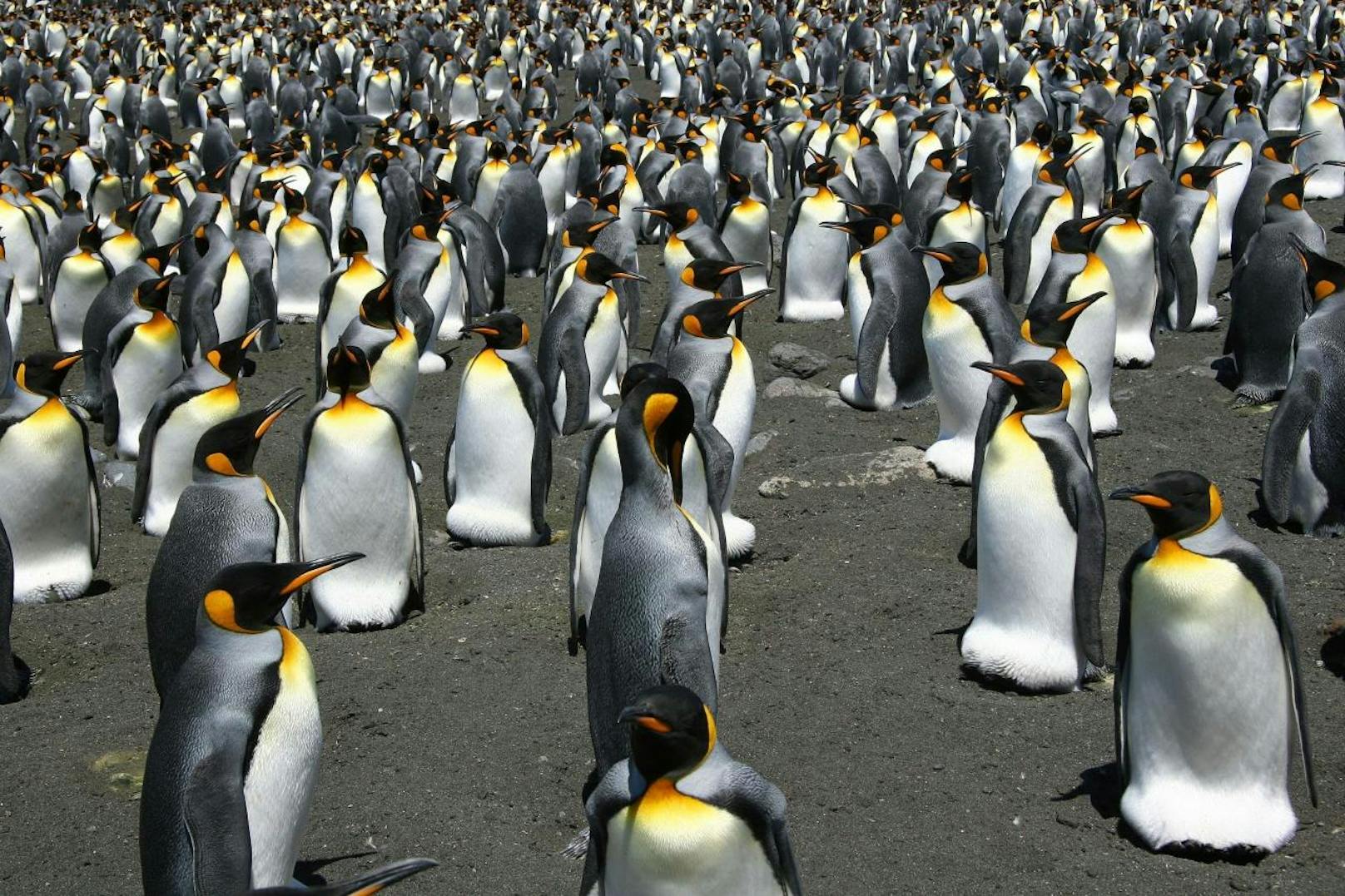 Königspinguine sind nach den Kaiserpinguinen die größte Pinguinart.