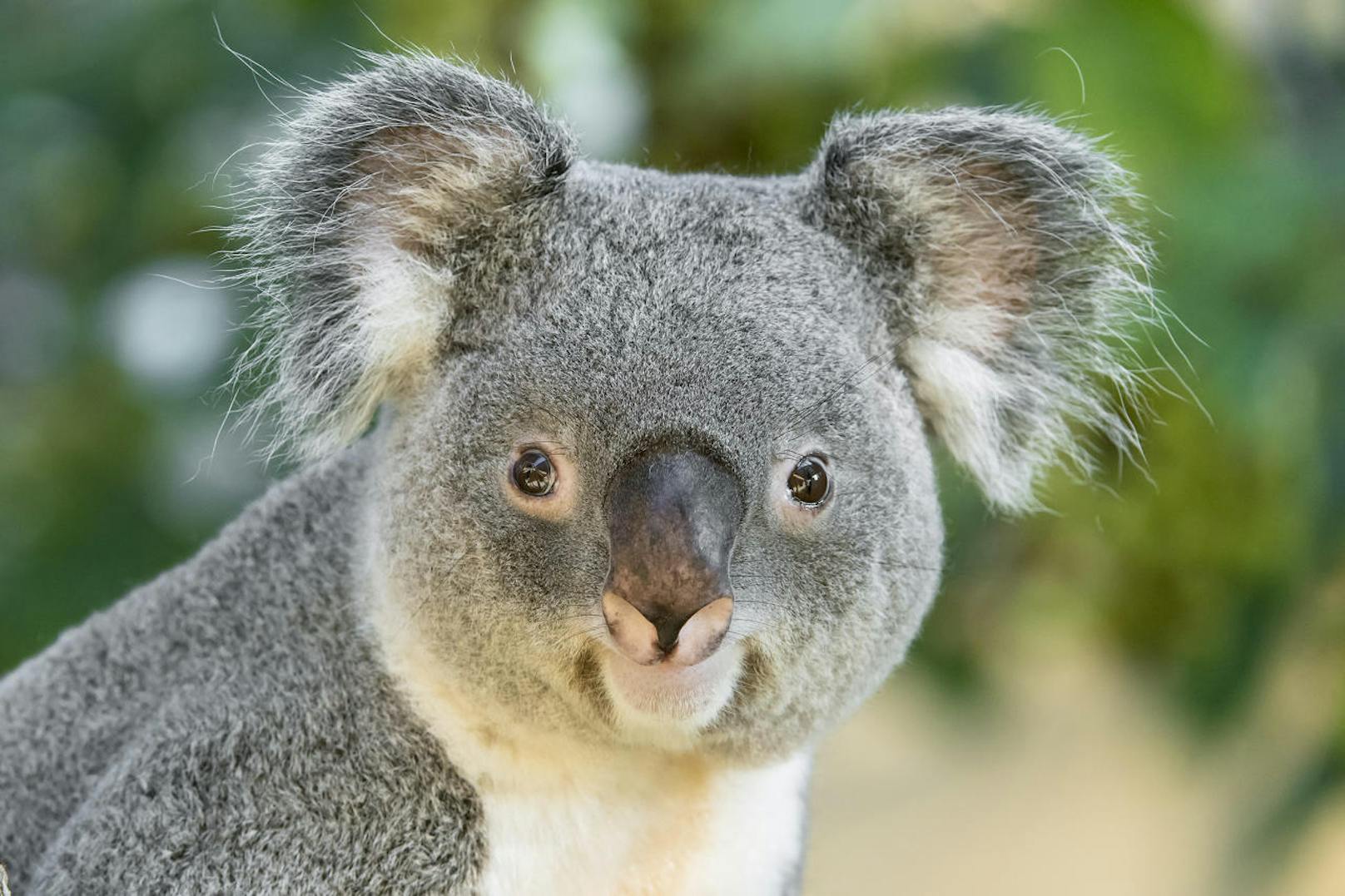Aber auch der süße Koala hat es in den Kalender geschafft. (c) Daniel Zupanc