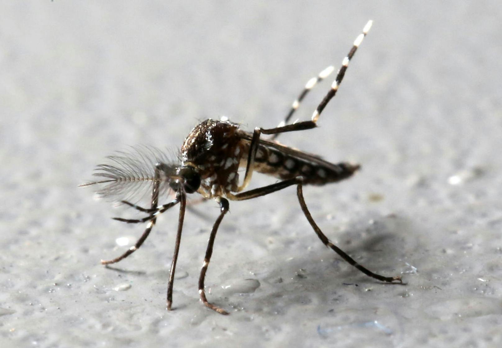 Aedes aegypti (auch Gelbfiebermücke oder Ägyptische Tigermücke genannt) überträgt Gelbfieber, Dengue-Fieber und Zika.