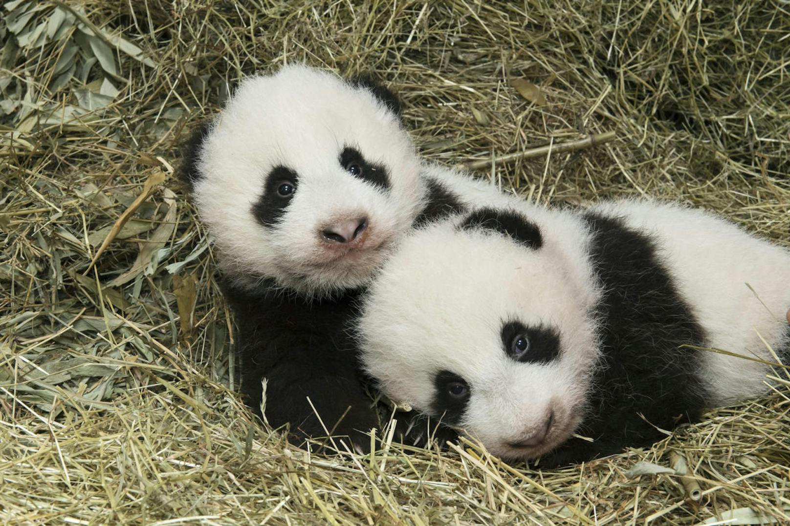Als die Panda-Zwillinge 2016 im Tierpark Schönbrunn geboren wurden, war das eine absolute Sensation. Panda-Nachwuchs in Gefangenschaft ist ohnehin selten, Zwillinge ein absoluter Glücksfall.