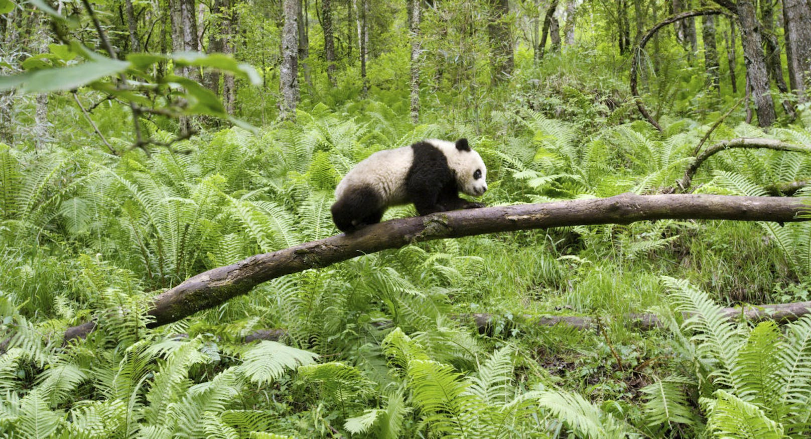 Riesenpanda-Junges klettert über einen Ast.
