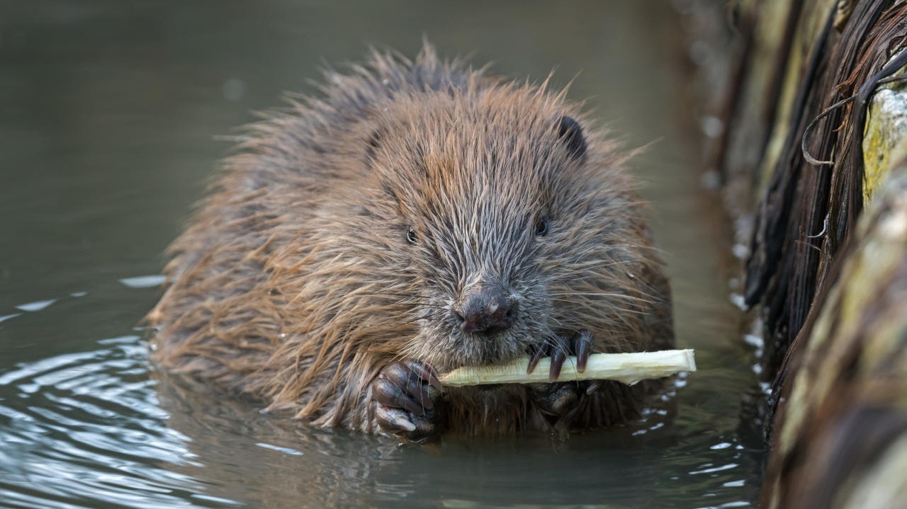 Fleißige Biber bauen unermüdlich Dämme, bereiten damit enorme Probleme.