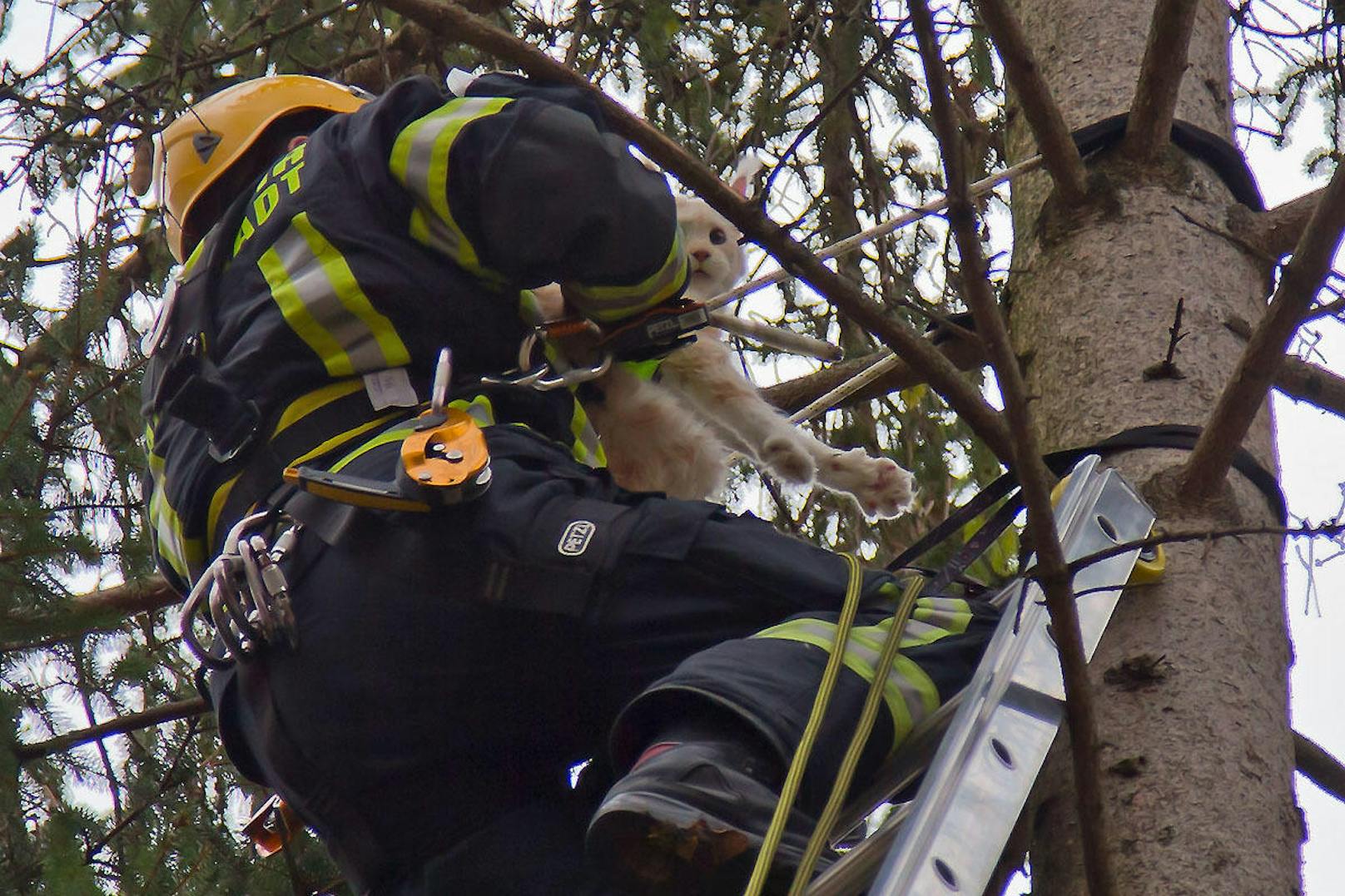 Die Feuerwehr holte das Tier vom Baum.