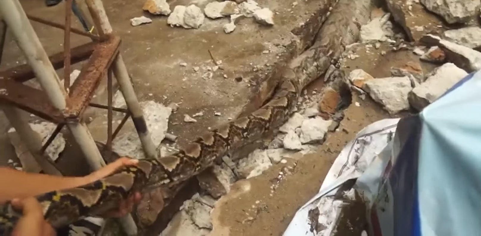 Hausbewohner entdeckten die riesige Würgeschlange unter den Betonplatten ihres Innenhofs in Samut Songkram, Thailand.
