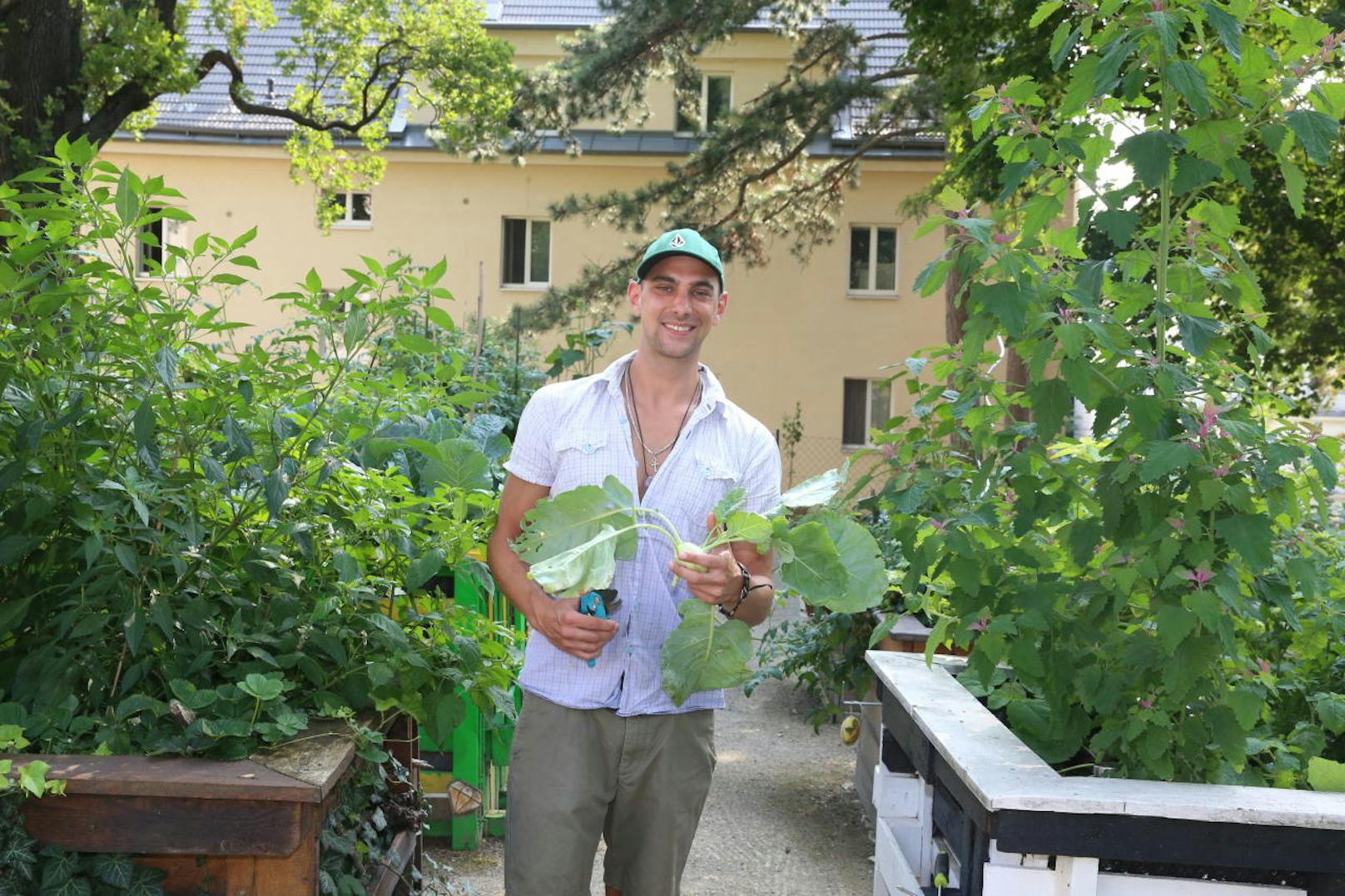 Mit dem selbst geernteten Gemüse versorgen sich die Gemeindebau-Mieter zum Teil selbst. "Der Knoblauch hat das ganze Jahr gereicht", erzählt Michael Roser.