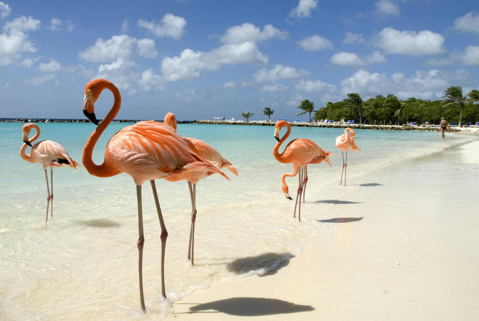 <b>Flamingos auf Aruba:</b> Auf der Karibikinsel Aruba gibt es den Flamingo Beach. Knallpinke Vögel staksen da in kleinen Gruppen durch den weißen Strand. Allerdings sind die Flamingos nicht frei auf Aruba bzw. auf den niederländischen Antillen zugegen.