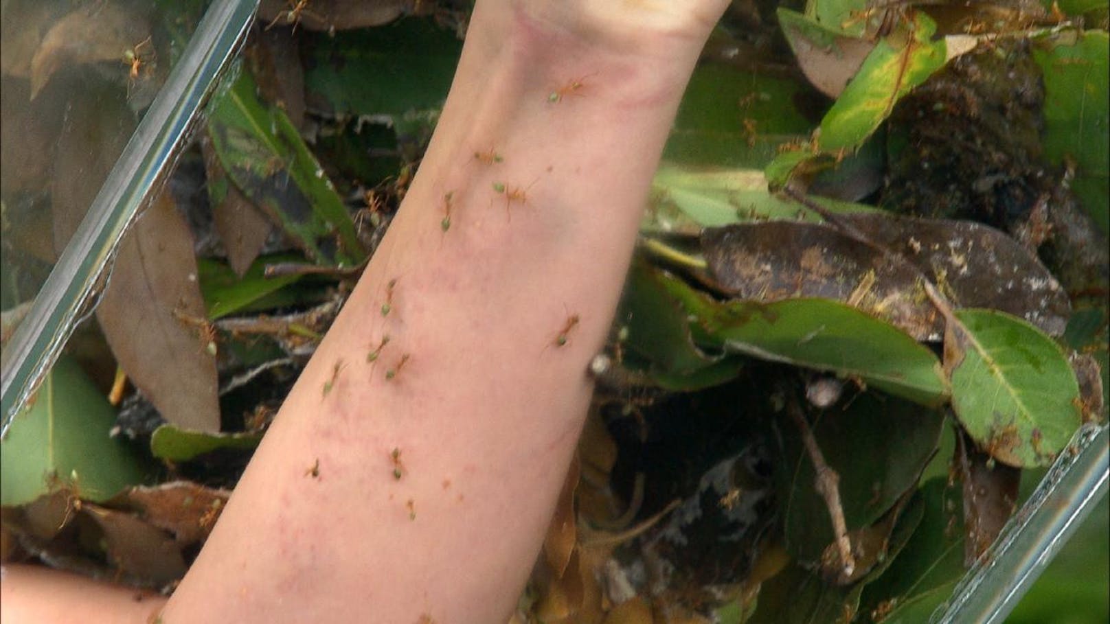 Jenny bekommt für jedes Glied eine eigene Folter. Am linken Arm beißen sie grüne Ameisen: "Oh Gott, es tut weh. Was mache ich alles für Futter? Wie kann man nur so verfressen sein?" 