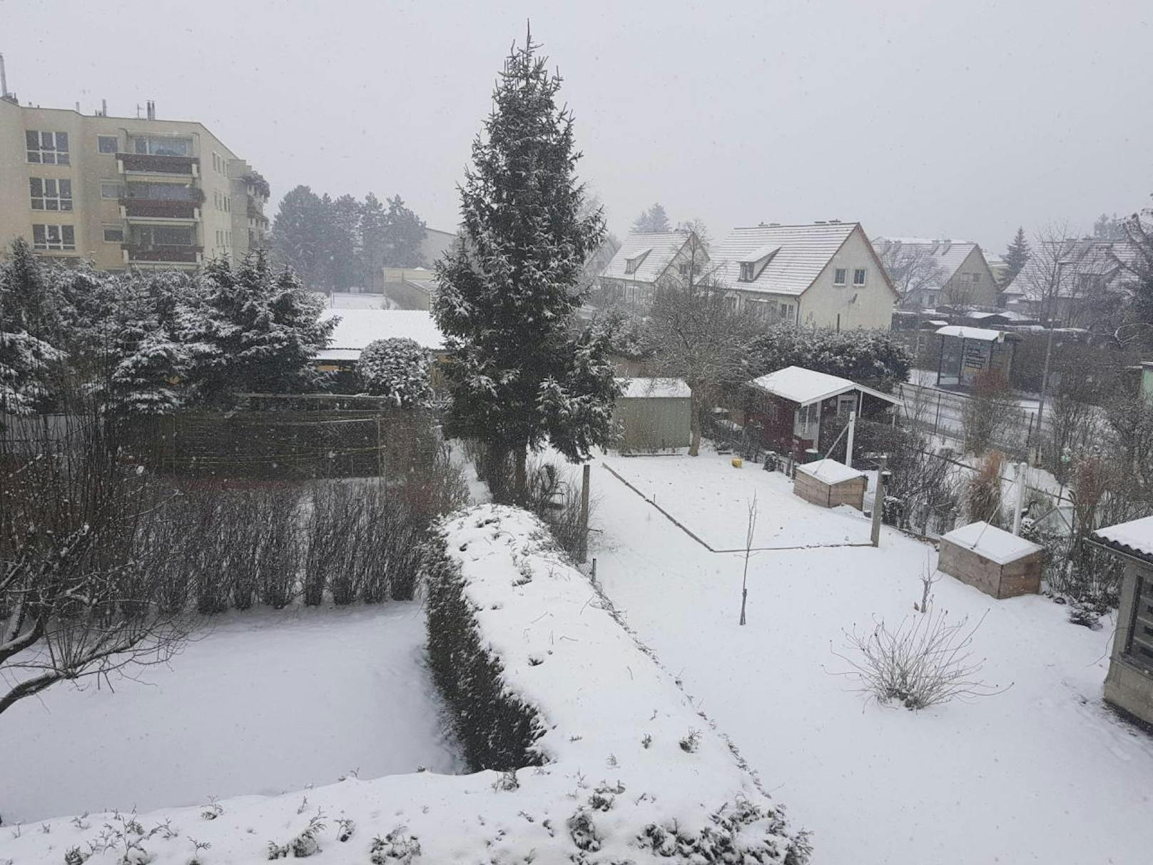 Bernhard: Auch in Wiener Neustadt schneit es!