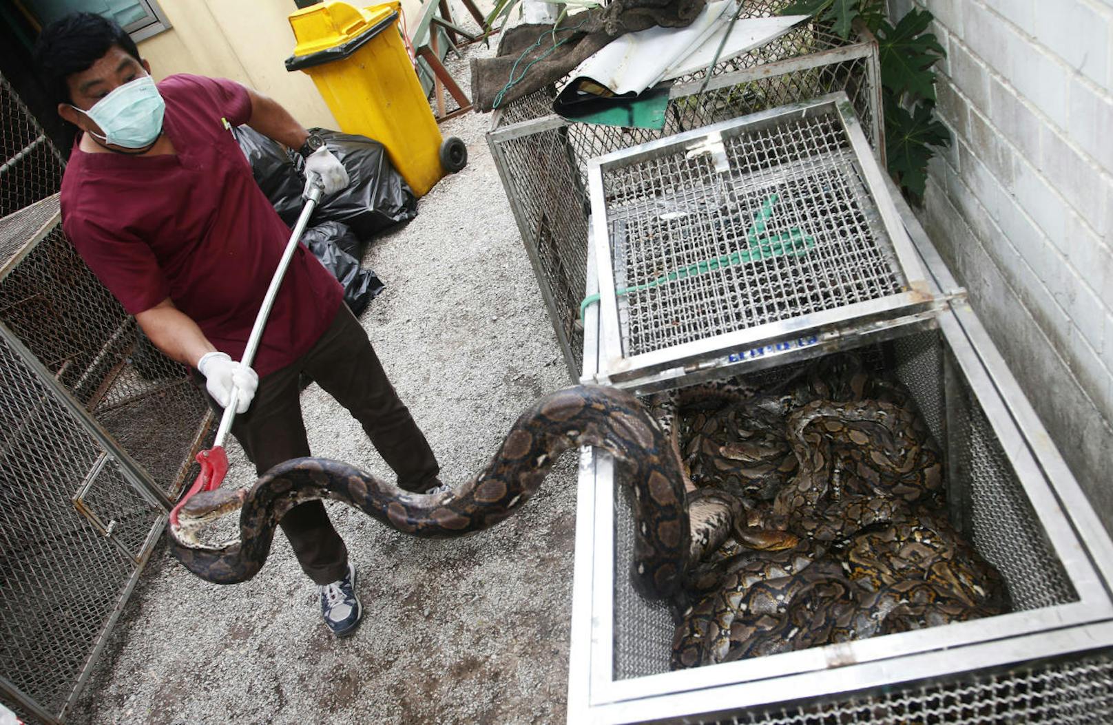 Den Behörden zufolge ist die Zahl der Schlangen in den vergangenen Jahren stark angestiegen. 2013 wurden 16.000 Tiere in Bangkok gefangen, 2016 waren es schon 29.000.