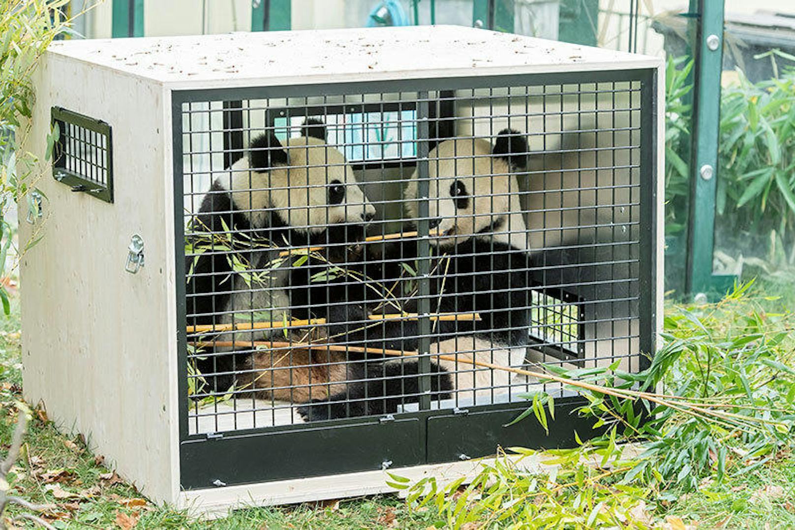 Die Panda-Zwillinge Fu Feng und Fu Ban sind auf dem Weg nach China. Sie sollen in Zukunft in einer Pandastation im chinesischen Gengda leben.