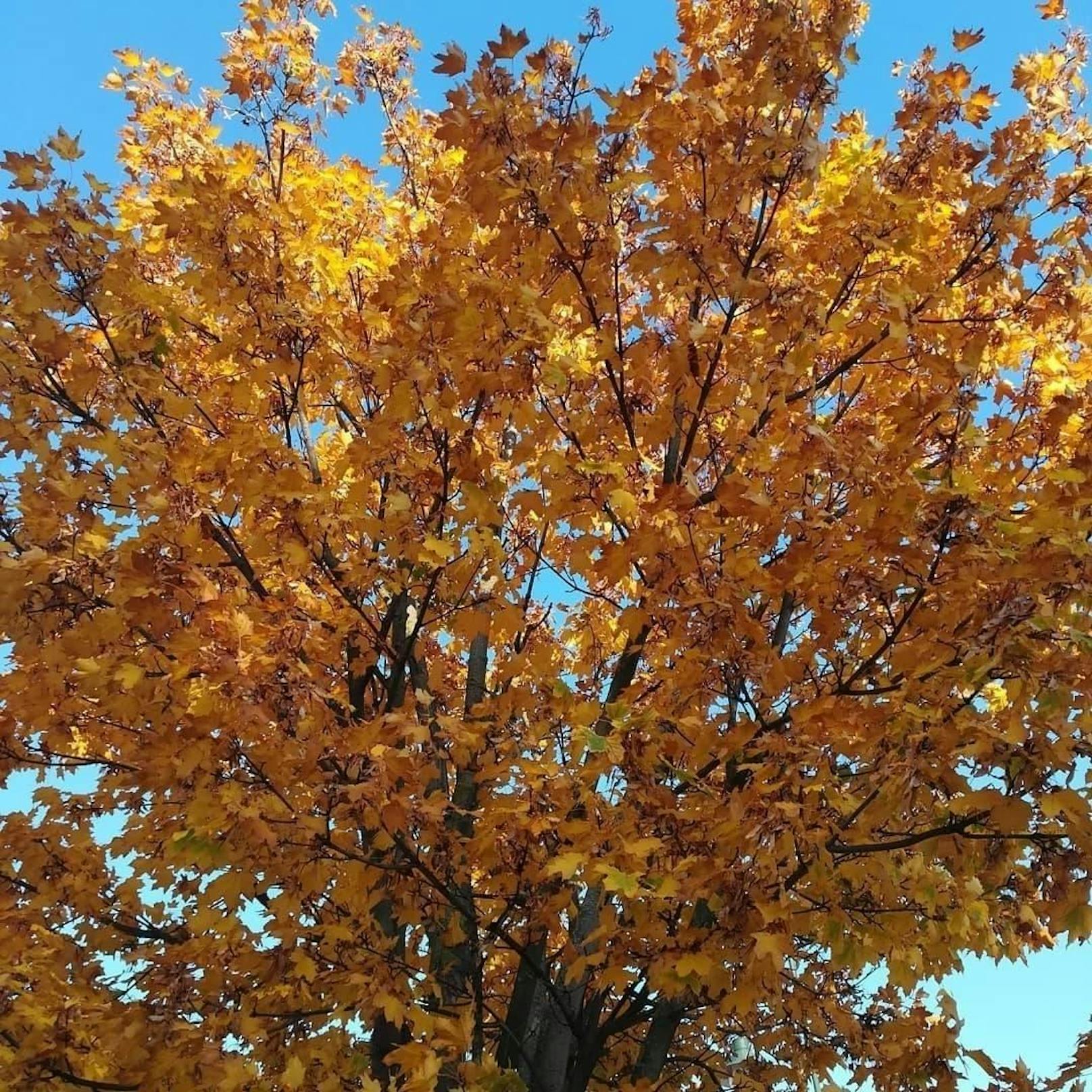 "Yellow tree"