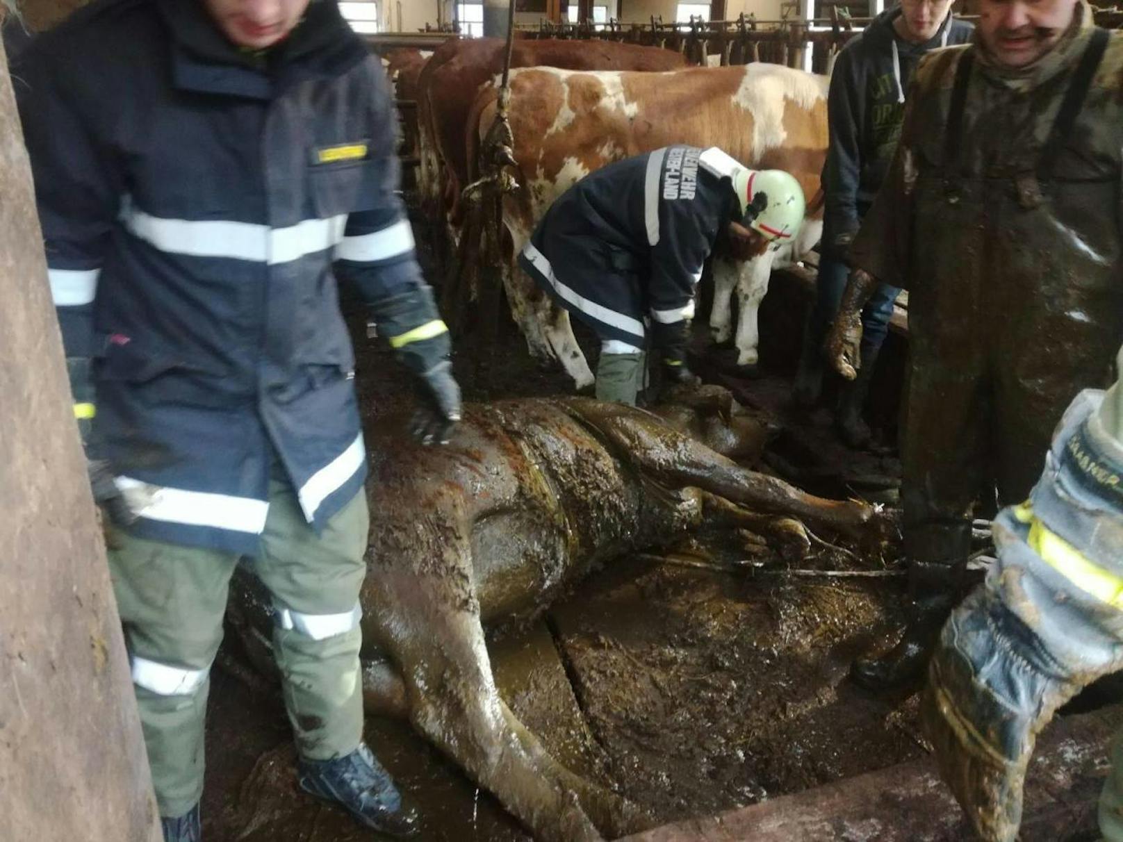 Die Kuh stürzte im Stall ab, war bei ihrer Rettung bereits stark geschwächt.