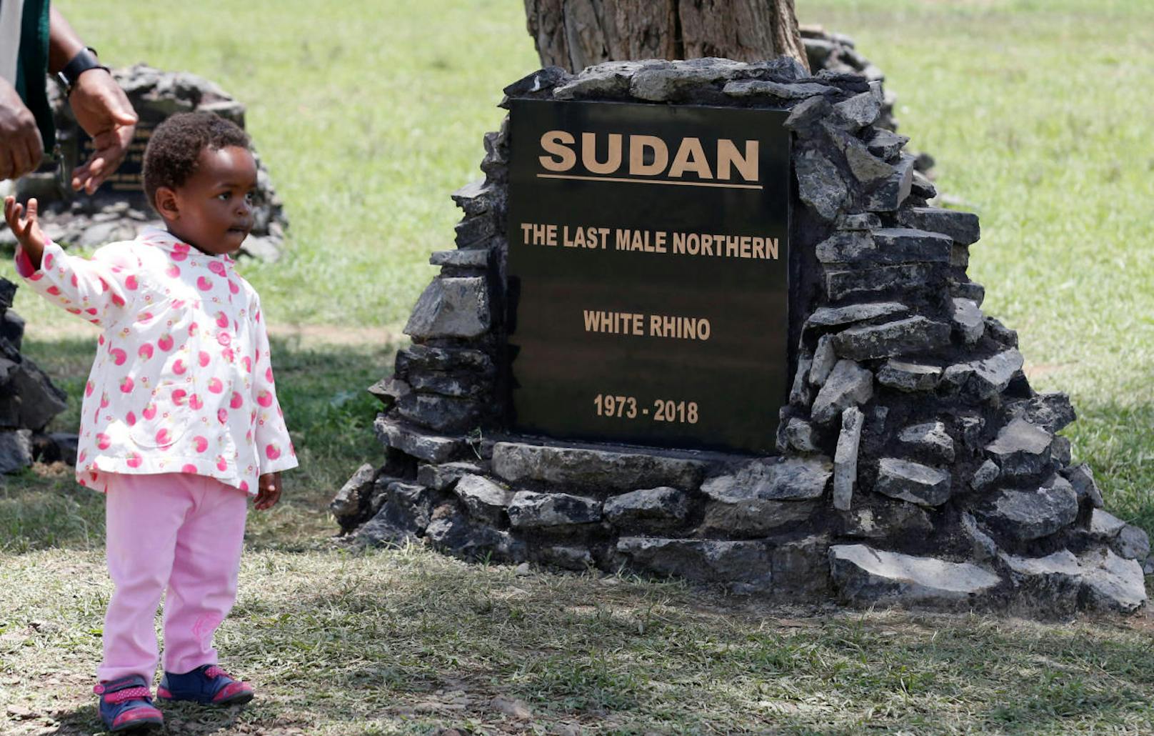 Sudan war das letzte männliche Nördliche Breitmaulnashorn. Er starb im März 2018. Damit schien das Ende der auch als Weißes Nashorn bezeichneten Art besiegelt.