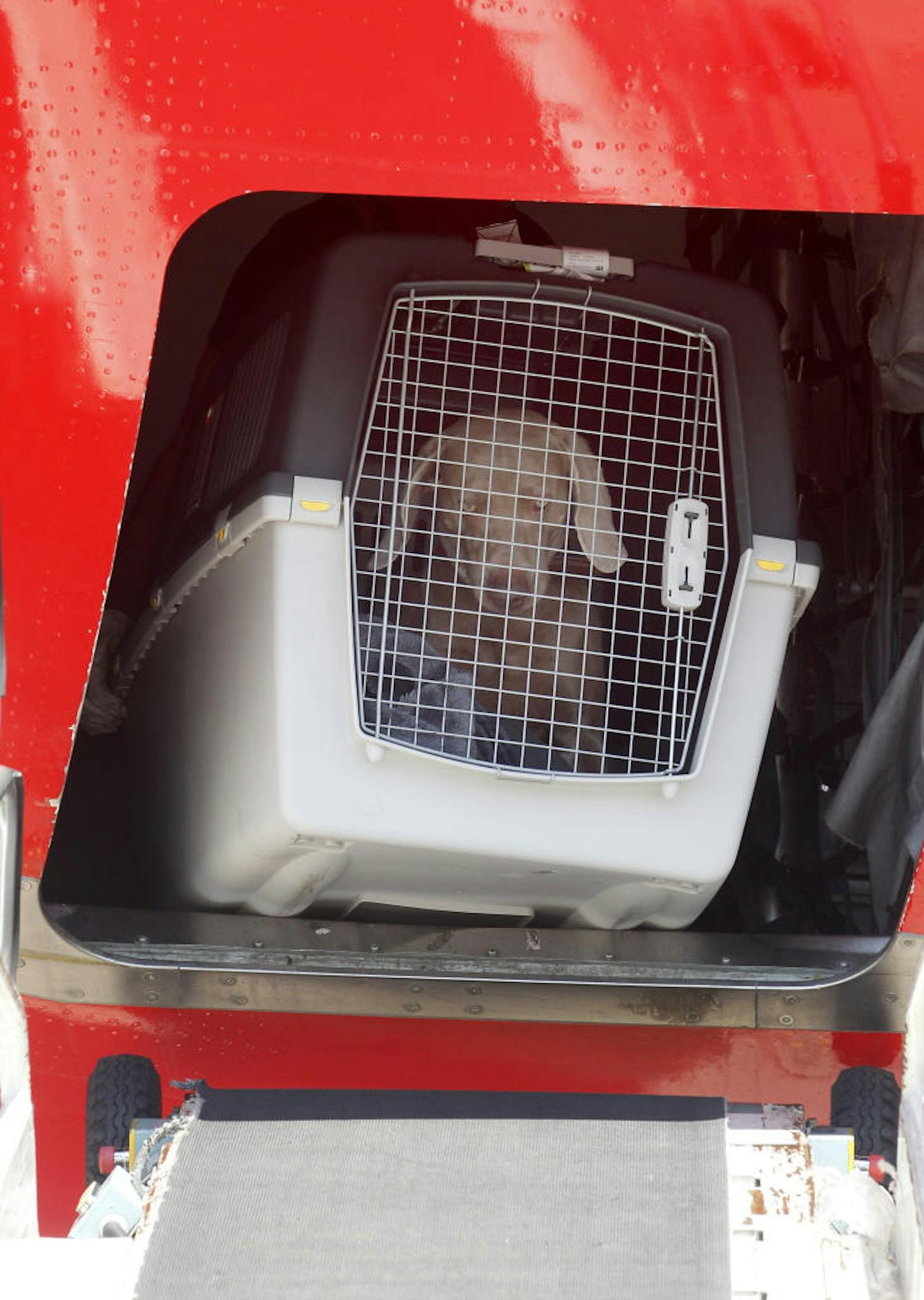 Am Freitag (16. März) musste United Airlines ein Flugzeug umleiten, damit ein falsch verladener Hund diesmal am richtigen Zielort ankam. Symbolfoto