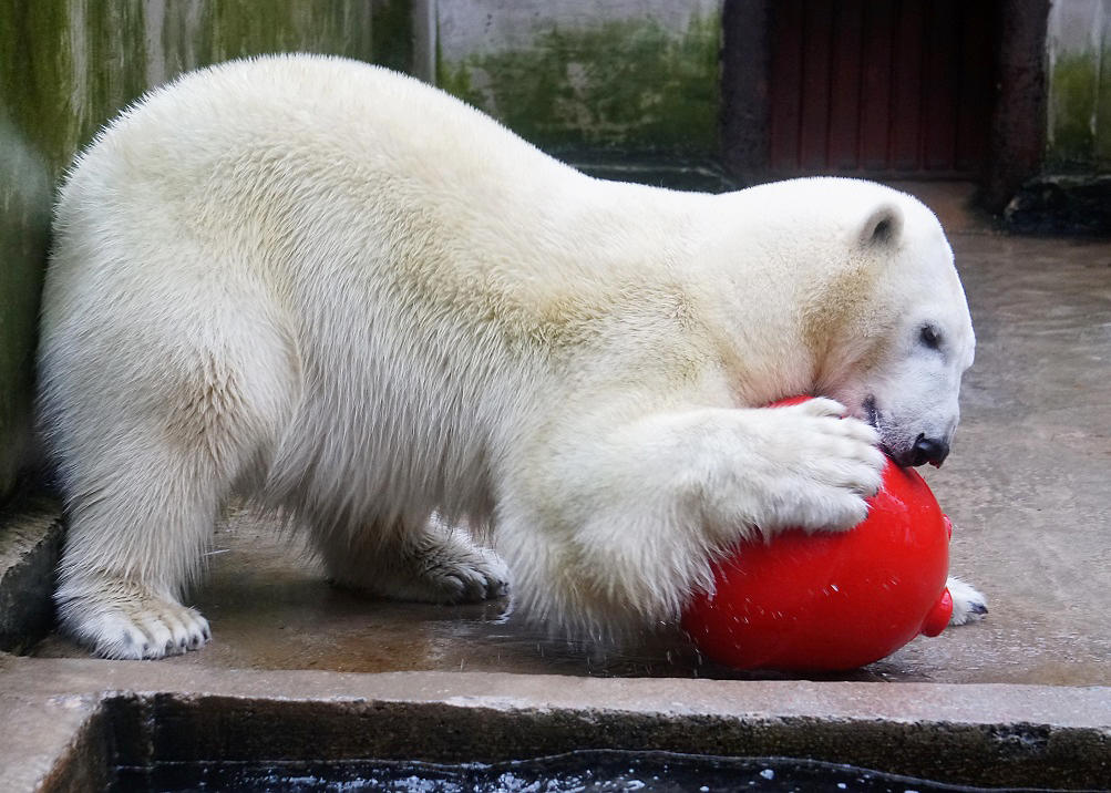 Die verstorbene Eisbärin Nora stammte aus dem Zoo Tallinn.