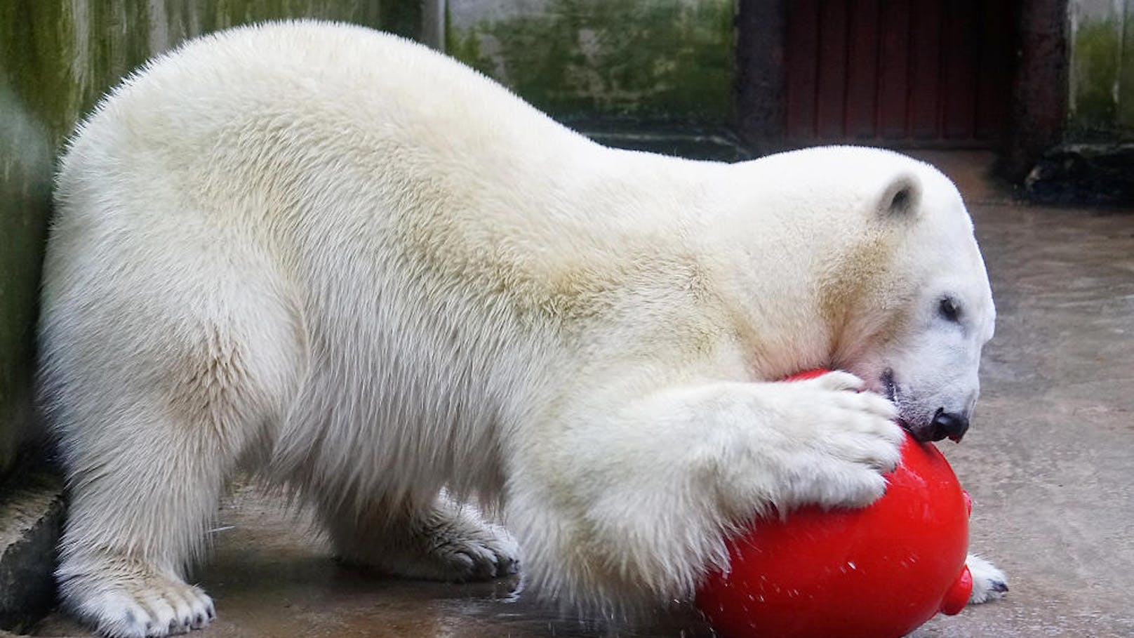 Die verstorbene Eisbärin Nora stammte aus dem Zoo Tallinn.
