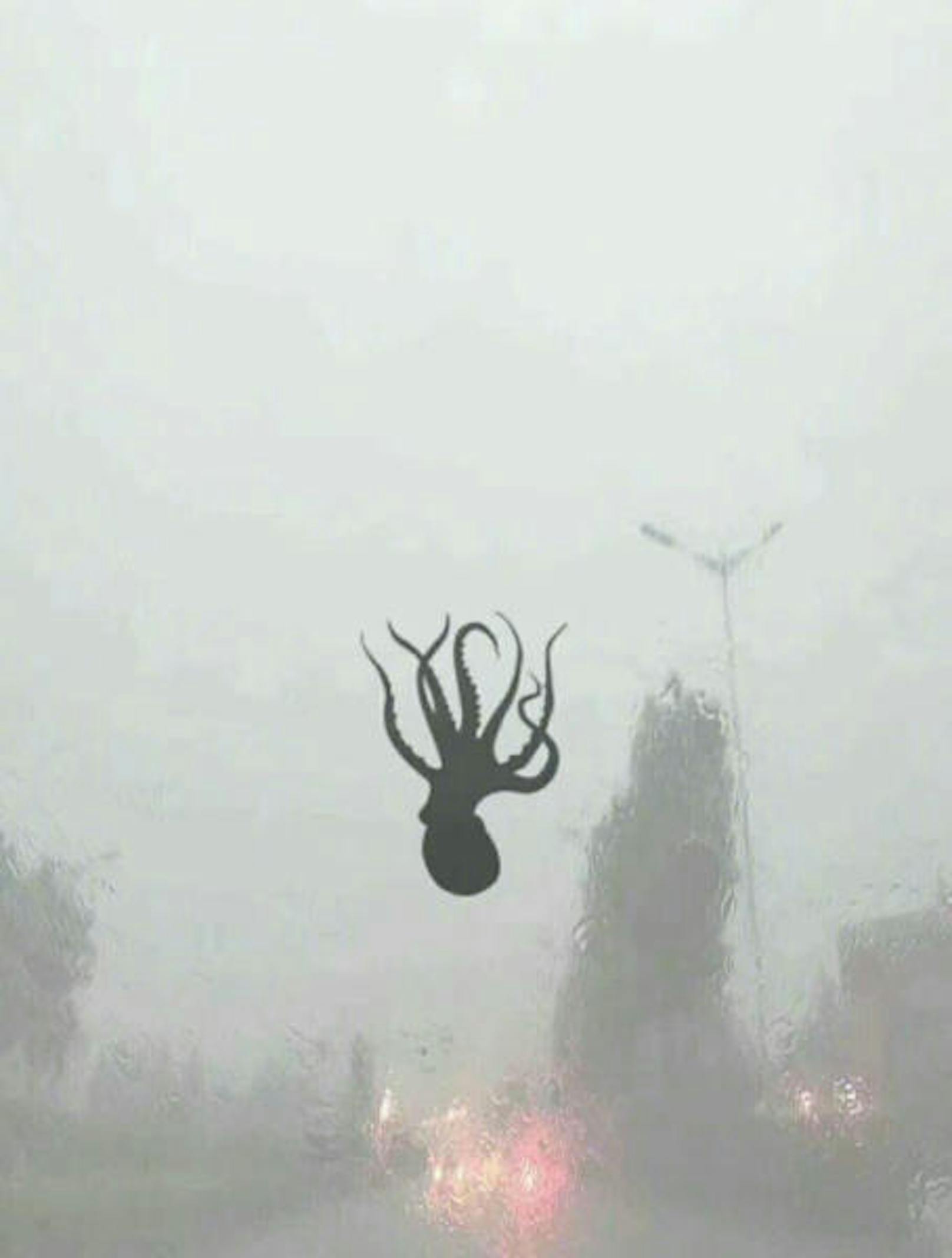 Nur dieses Oktopus-Foto ist ein Fake.