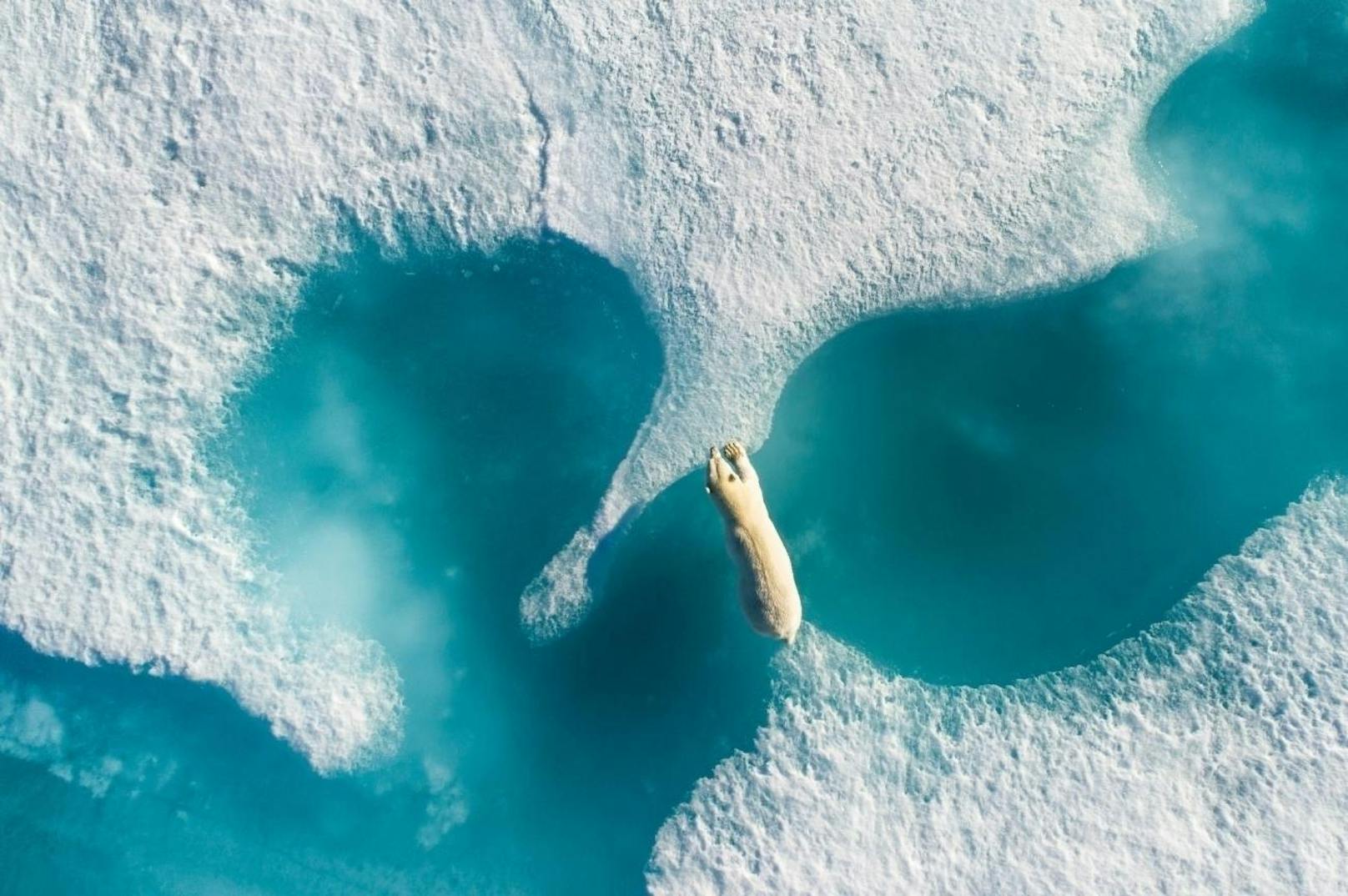 "Photo Of The Year": Florian Ledoux erwischte den Polarbär mit "Above The Polar Bear"
