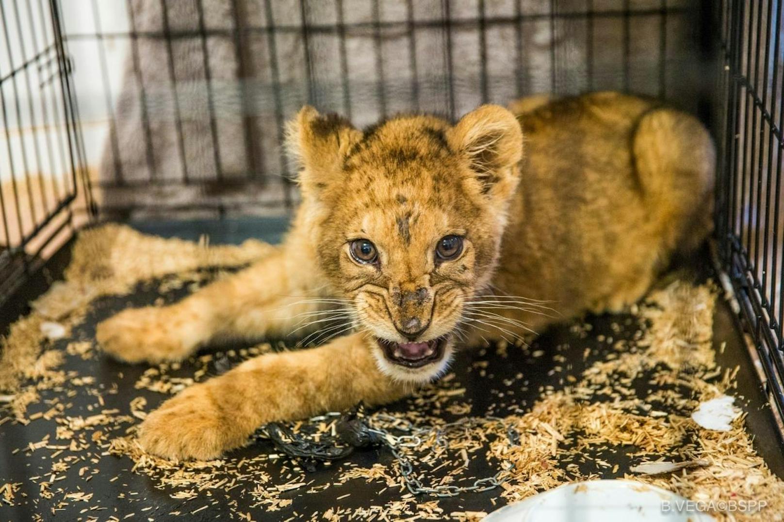 Die Pariser Feuerwehr rettete den halb verhungerten Löwen und übergab ihn an einen Tierschutzverein.