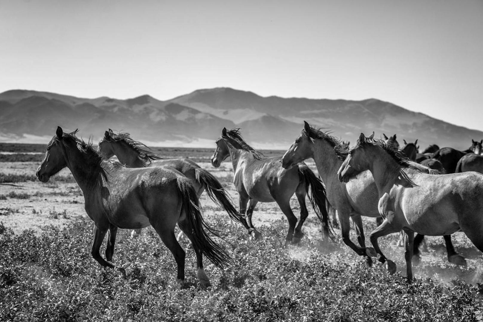 "Mustangs" von Manfred Baumann