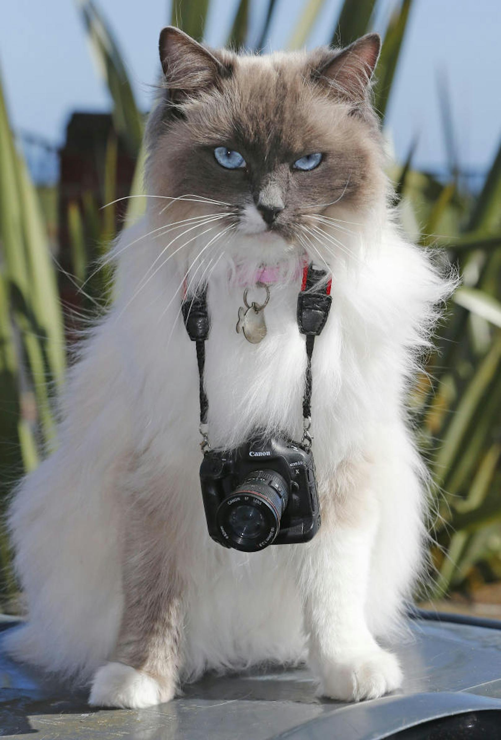 Katze "Ragdoll" sieht mit ihre Mini-Spiegelreflex-Kamera nicht gerade glücklich aus. Vielleicht würde sie lieber vor, als hinter der Kamera stehen.