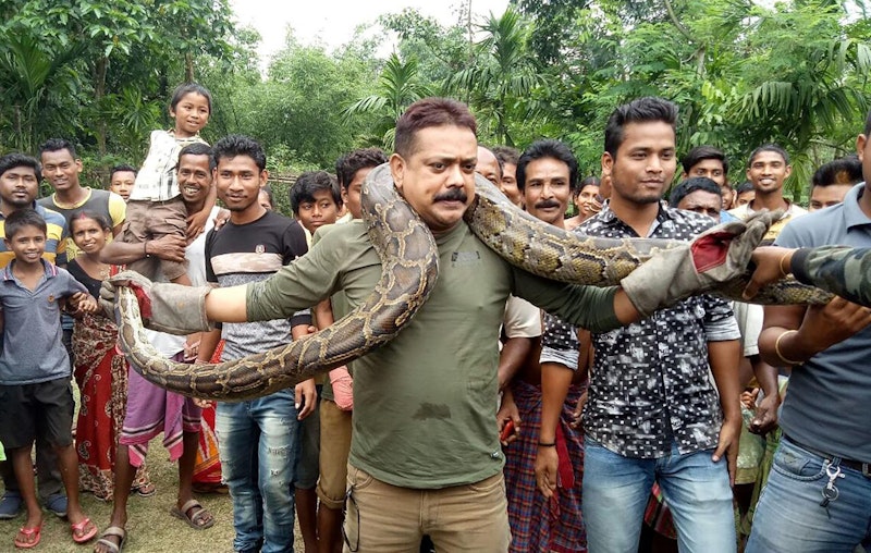 Während Förster Sanjay Dutta (Mitte) aus Westbengalen für Fotos vor einer jubelnden Menge mit einer fünfeinhalb Meter langen Python posierte, wurde er von dieser beinahe erdrosselt (17. Juni 2018).