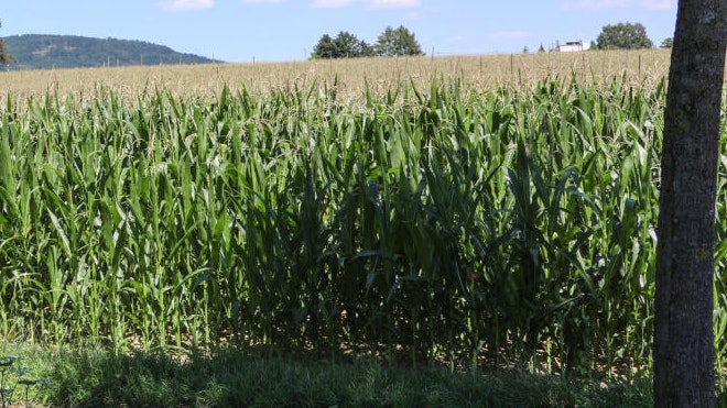 Das Kind fand zunächst nicht mehr aus dem Feld heraus.